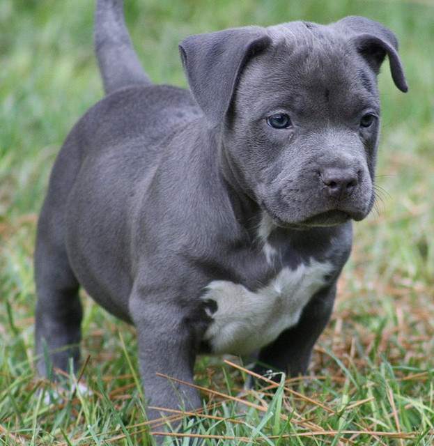 pure pitbull puppies for sale